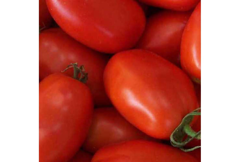 Сорта помидоров 