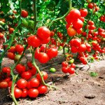 Всё о посадке, выращивании и уходе за помидорами