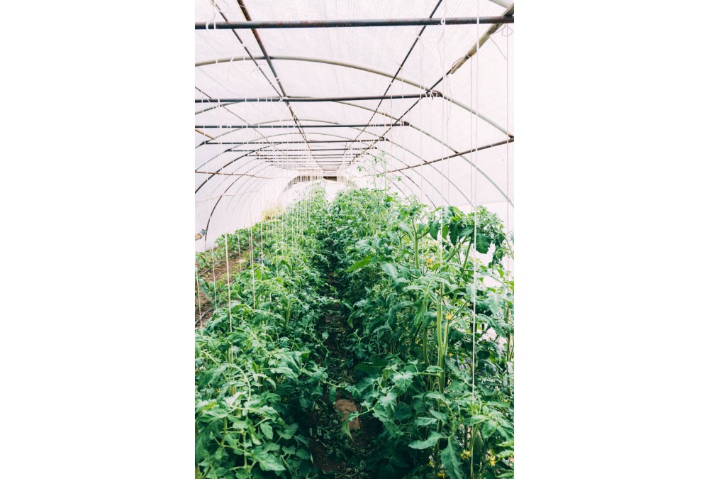 Как выбрать теплицу? Как выбрать теплицу?