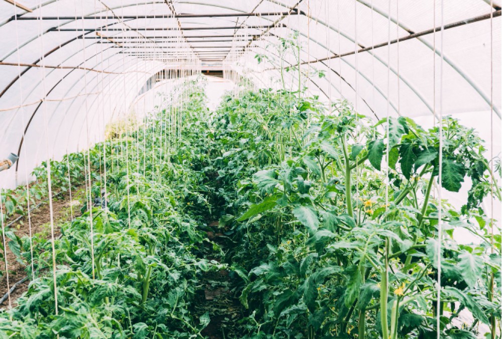 Как выбрать теплицу? Как выбрать теплицу?