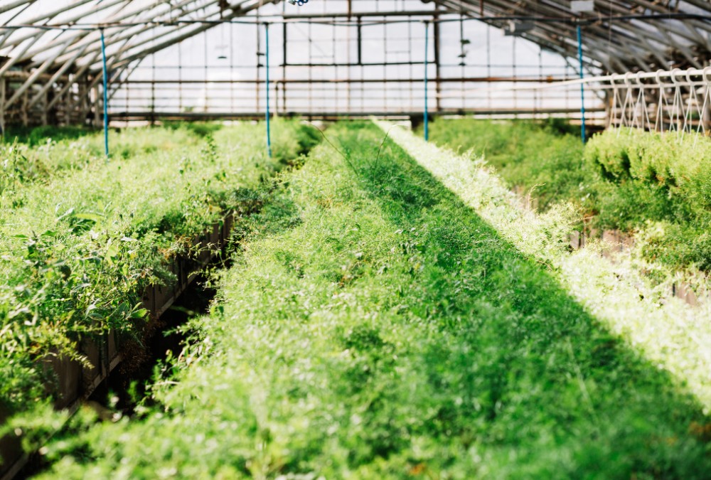 Как выбрать теплицу и когда ее покупать? Как выбрать теплицу и когда ее покупать?