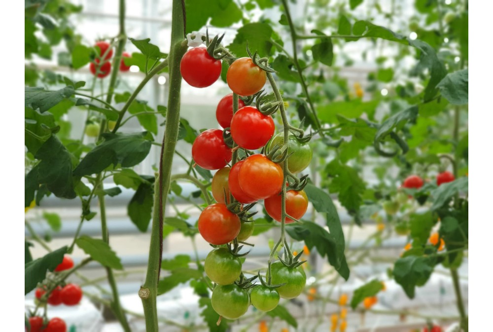 Всё о посадке, выращивании и уходе за помидорами