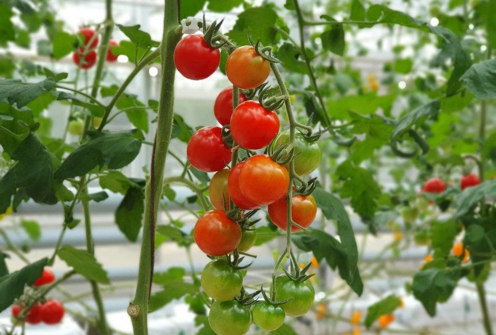 Всё о посадке, выращивании и уходе за помидорами