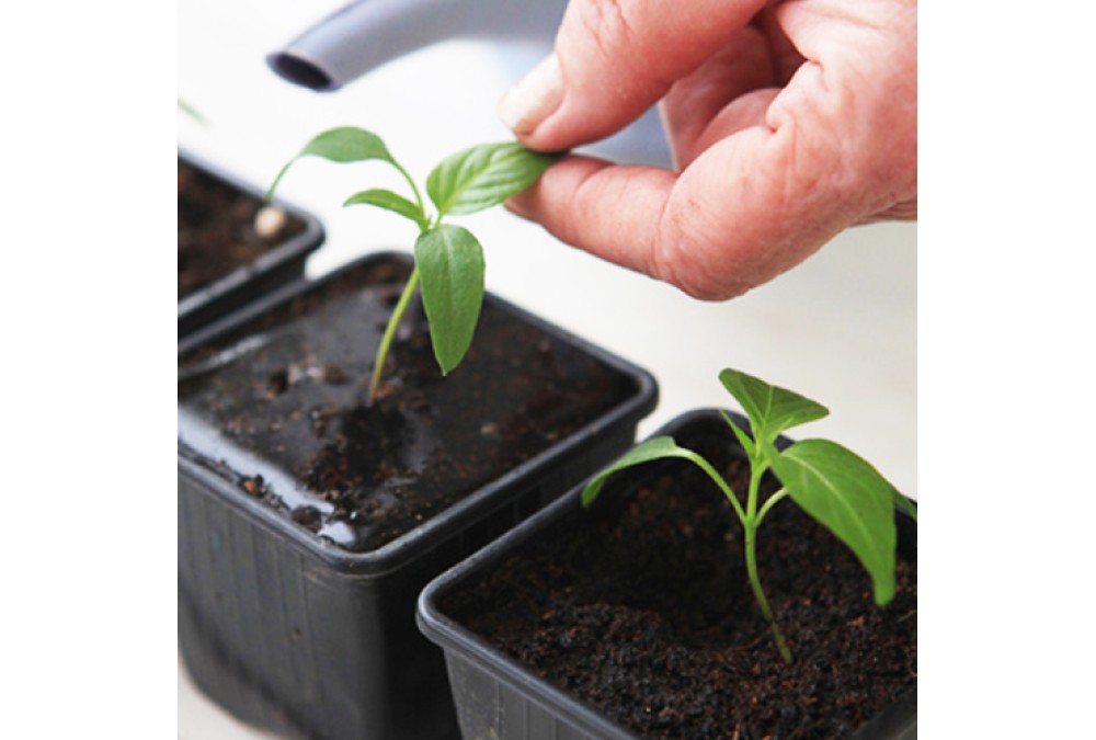 Выращивание рассады перцев