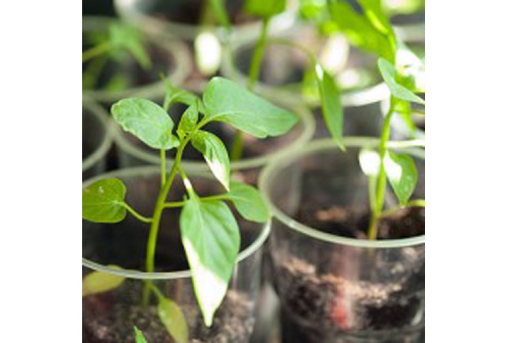 Посадка рассады перцев в теплицу и открытый грунт