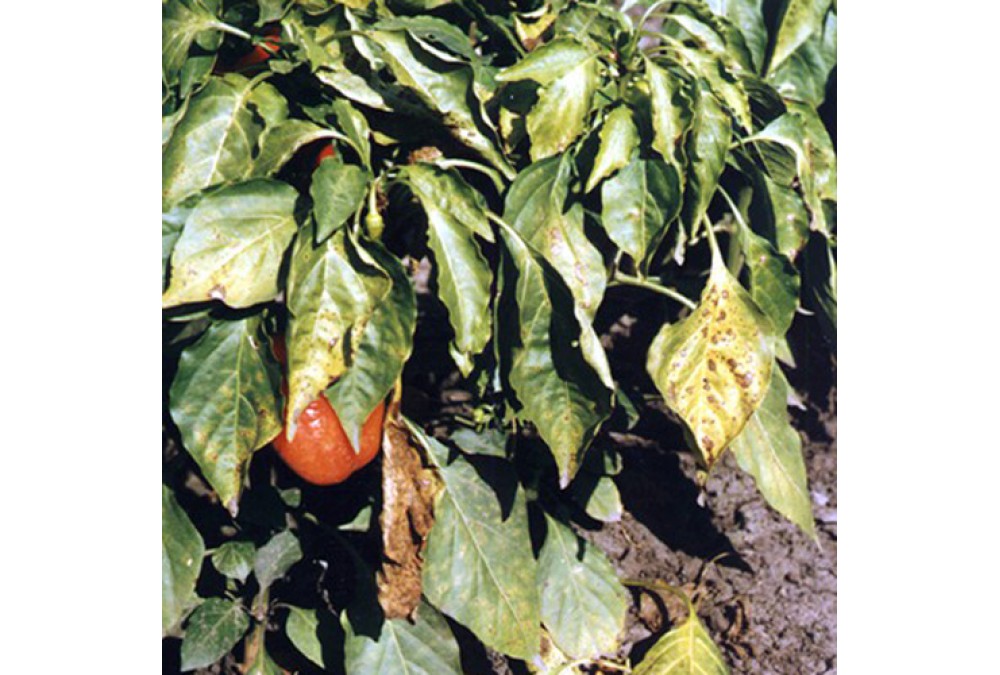 Уход за перцем и профилактика болезней